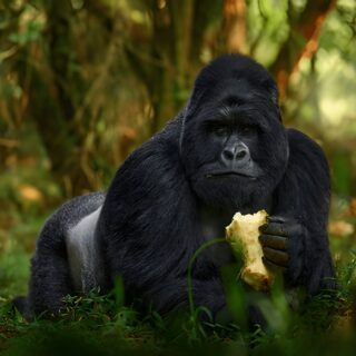 Bwindi Impenetrable Forest National Park