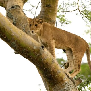 Queen Elizabeth National Park